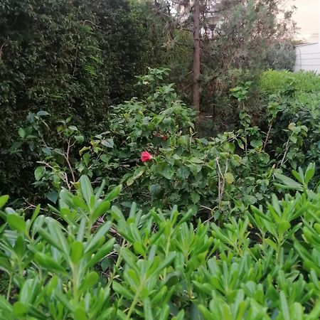 " Domus Coralla" Bnb Racconti Di Viaggio 卡塔尼亚 外观 照片