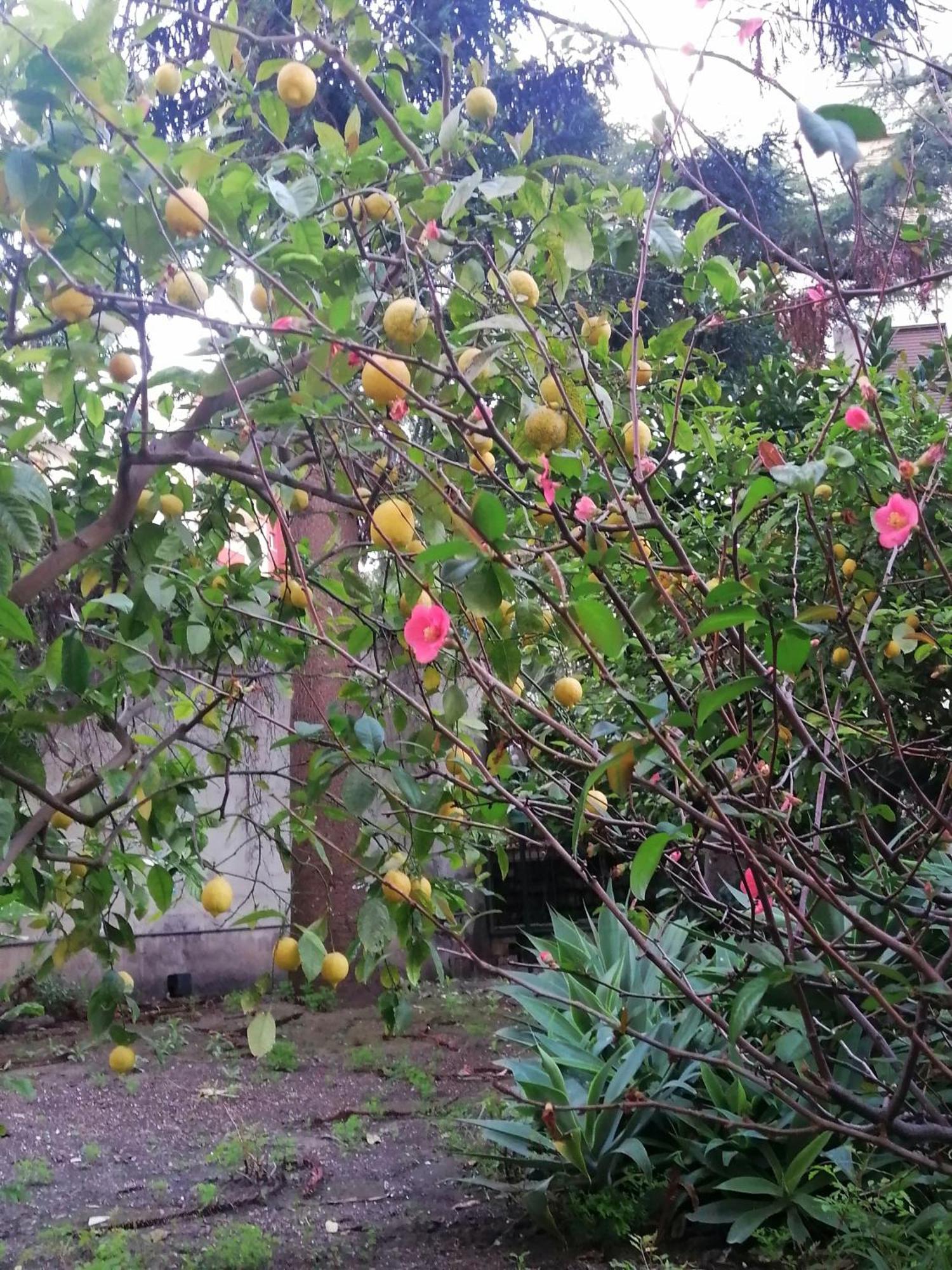 " Domus Coralla" Bnb Racconti Di Viaggio 卡塔尼亚 外观 照片